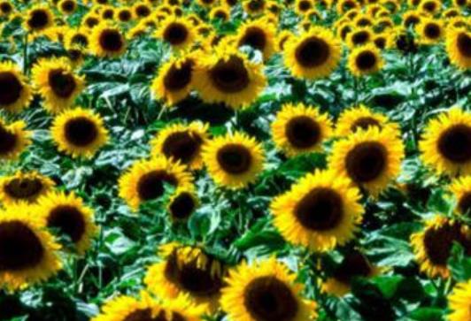 世界十大花海旅游景點(diǎn)排行 英國罌粟花海猶如紅色的海洋一般