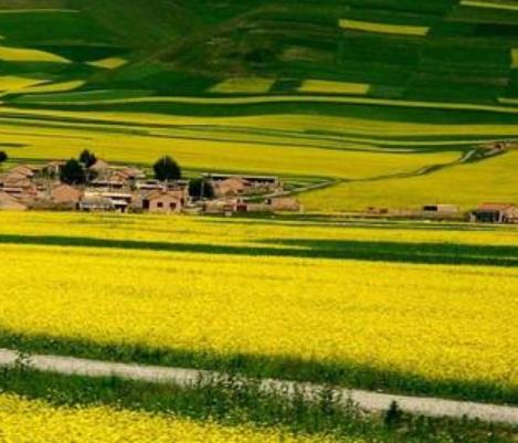 世界十大花海旅游景點(diǎn)排行 英國罌粟花海猶如紅色的海洋一般