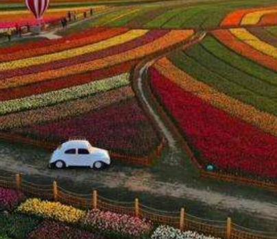 世界十大花海旅游景點(diǎn)排行 英國罌粟花海猶如紅色的海洋一般