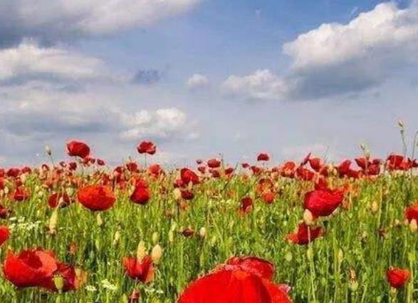 世界十大花海旅游景點(diǎn)排行 英國罌粟花海猶如紅色的海洋一般