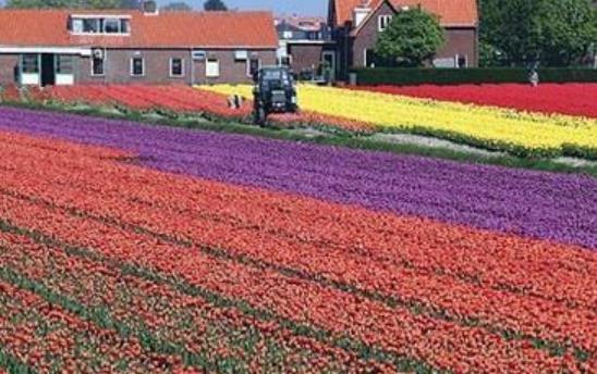 世界十大花海旅游景點(diǎn)排行 英國罌粟花海猶如紅色的海洋一般
