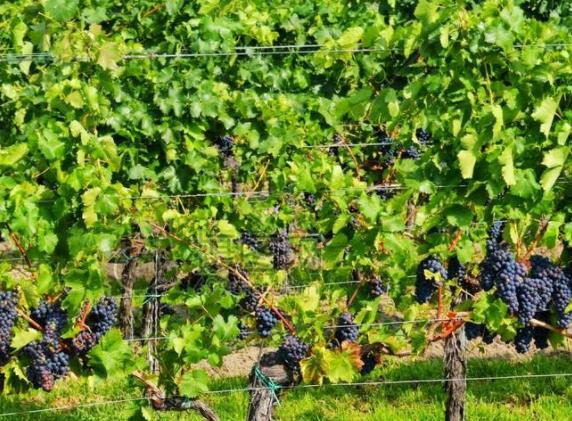 世界上最恐怖的十個地方旅游排行 溫徹神秘屋位于美國加利福尼亞州