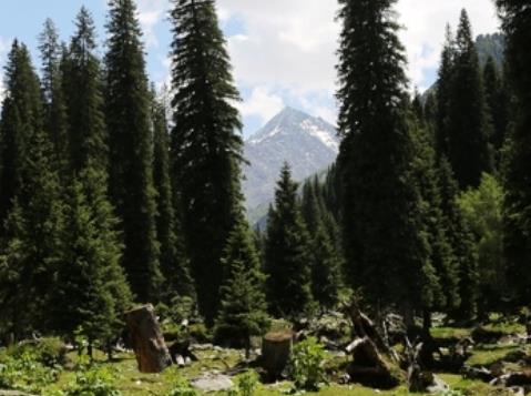 中國十大原始森林旅游景點排行 雪嶺云杉是天山林海中特有一個樹種