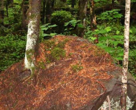 中國十大原始森林旅游景點排行 雪嶺云杉是天山林海中特有一個樹種