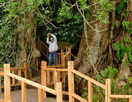 中國十大原始森林旅游景點排行 雪嶺云杉是天山林海中特有一個樹種