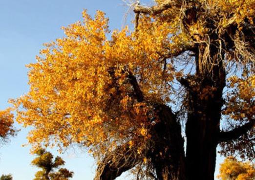 中國十大原始森林旅游景點排行 雪嶺云杉是天山林海中特有一個樹種