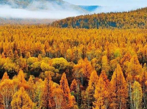 中國十大原始森林旅游景點排行 雪嶺云杉是天山林海中特有一個樹種