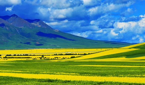 蜜月旅行必去的世界十大浪漫花海旅游景點排行 浪漫普羅旺斯