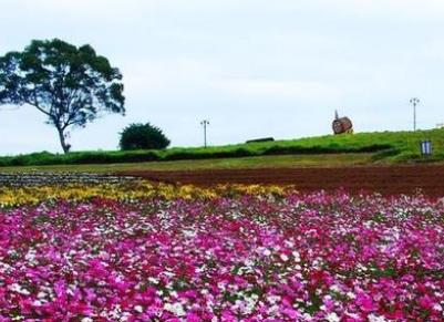 蜜月旅行必去的世界十大浪漫花海旅游景點排行 浪漫普羅旺斯
