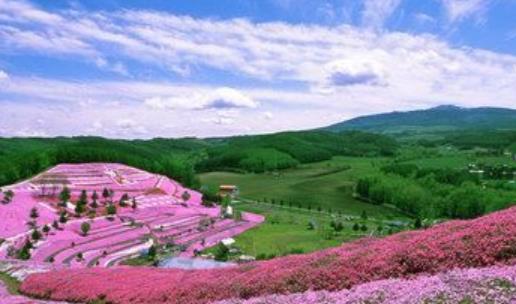 蜜月旅行必去的世界十大浪漫花海旅游景點排行 浪漫普羅旺斯