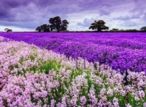 蜜月旅行必去的世界十大浪漫花海旅游景點排行 浪漫普羅旺斯
