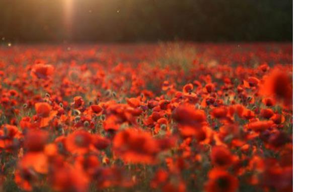 蜜月旅行必去的世界十大浪漫花海旅游景點排行 浪漫普羅旺斯