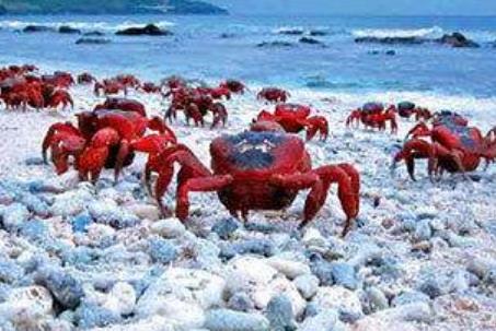 盤點(diǎn)世界五大被小動(dòng)物占領(lǐng)的小島 哥斯達(dá)黎加有一個(gè)“狗島”