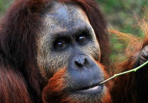 全球五大“活得最累”的動物 紅毛猩猩現在全球僅存3萬只
