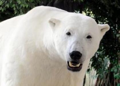 全球五大“活得最累”的動物 紅毛猩猩現在全球僅存3萬只