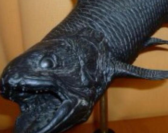 五大現存世界上最古老的動物 最原始鯊魚皺鰓鯊存在1.5億年