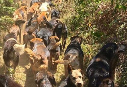 盤點(diǎn)世界五大被小動(dòng)物占領(lǐng)的小島 哥斯達(dá)黎加有一個(gè)“狗島”