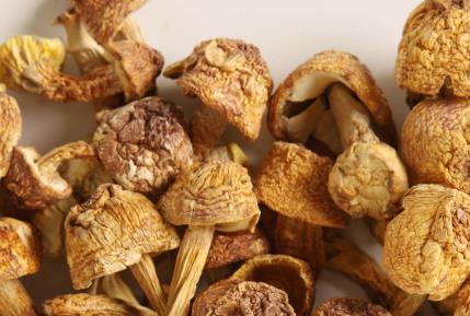 黑龍江牡丹江土特產品排行 榛蘑是真正的綠色純天然產品