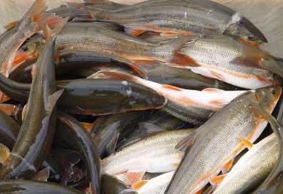 黑龍江牡丹江土特產品排行 榛蘑是真正的綠色純天然產品