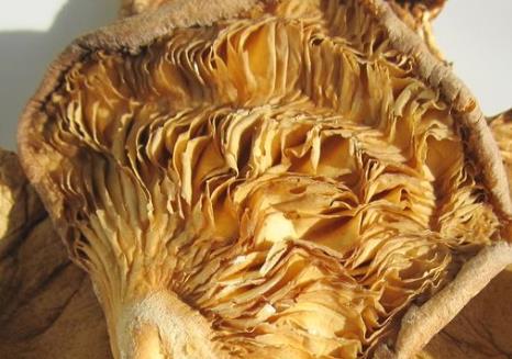 黑龍江牡丹江土特產品排行 榛蘑是真正的綠色純天然產品