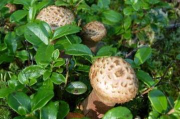 遼寧朝陽(yáng)土特產(chǎn)品排行 遼寧朝陽(yáng)有“大平頂之鄉(xiāng)”之稱(chēng)