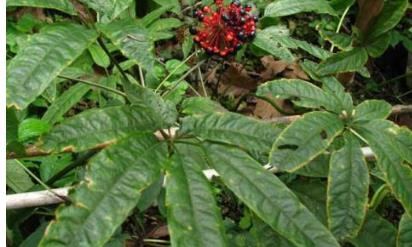 遼寧丹東土特產品排行榜 丹東板栗可生食糖炒