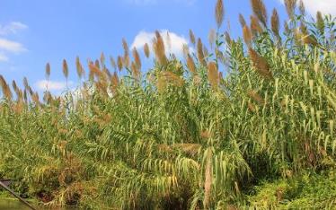 遼寧盤錦土特產品排行 香螺是我國特有的海螺品種