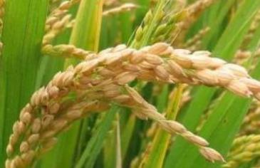 遼寧丹東土特產品排行榜 丹東板栗可生食糖炒