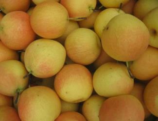 遼寧遼陽土特產品排行榜 林蛙是傳統的中藥材