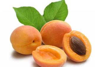 遼寧阜新土特產品排行 大扁杏果面黃色陽面略有紅暈