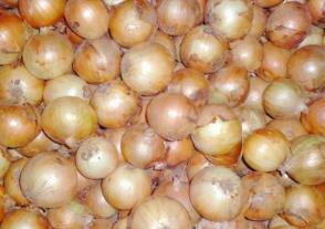 遼寧阜新土特產品排行 大扁杏果面黃色陽面略有紅暈