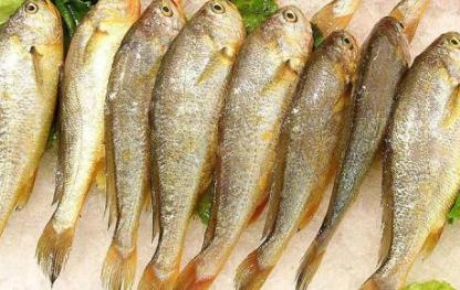 遼寧營口土特產品排行 小黃花魚開胃益氣