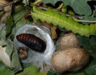 遼寧營口土特產品排行 小黃花魚開胃益氣