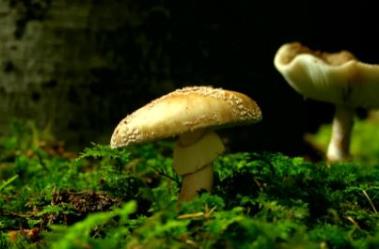 世界上最奇特的地方 螺旋森林位于德國(guó)達(dá)姆施塔特