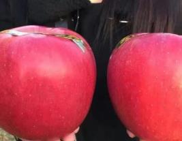 世界上最好吃的蘋果排行 世界一號蘋果中的奢侈品