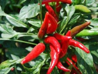 世界上最辣的辣椒排行榜 卡羅來納死神是目前世界上最辣的辣椒