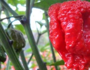 世界上最辣的辣椒排行榜 卡羅來納死神是目前世界上最辣的辣椒