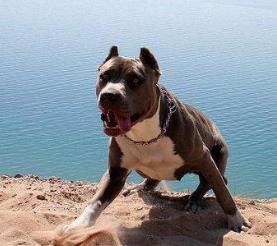 世界斗犬排名 比特犬是一種比較兇猛的狗橫勇無敵斗犬戰神