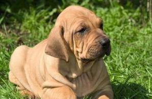 世界斗犬排名 比特犬是一種比較兇猛的狗橫勇無敵斗犬戰神