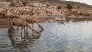 香煙最便宜的國家排行 索馬里香煙品牌中最暢銷的品牌是體育