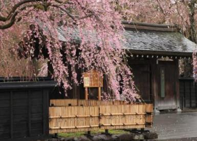 日本十大不可錯過的賞櫻名所 東京上野恩賜公園藝術氣息濃郁