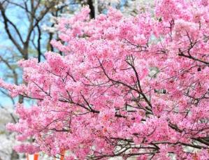 日本十大不可錯過的賞櫻名所 東京上野恩賜公園藝術氣息濃郁
