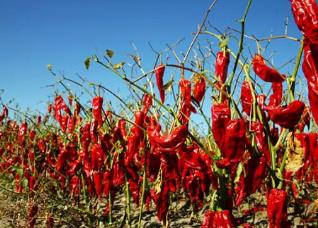 內蒙古十大特產 烏珠穆沁羊肉在全國都是非常聞名的