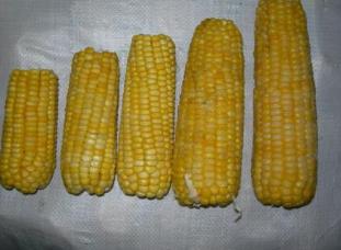 內蒙古十大特產 烏珠穆沁羊肉在全國都是非常聞名的