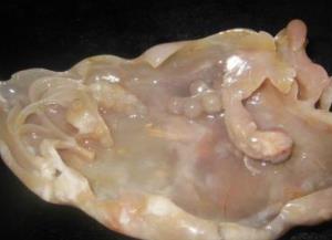 內蒙古十大特產 烏珠穆沁羊肉在全國都是非常聞名的