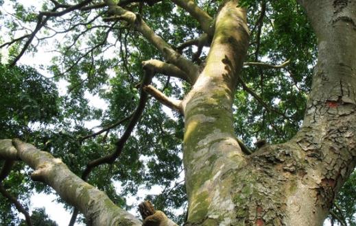 世界上最重的樹是什么樹 鐵力木每立方米重達1122公斤