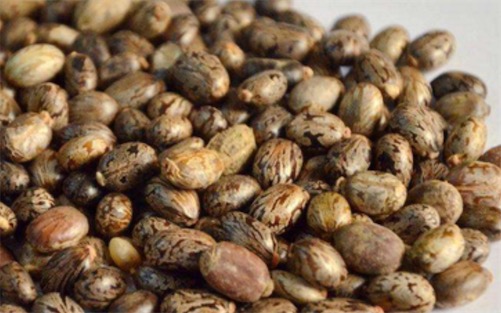 世界上五大最毒的植物排名 成人誤食20粒蓖麻子可導致死亡