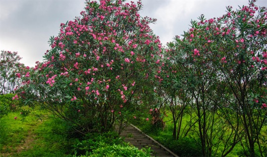 世界上五大最毒的植物排名 成人誤食20粒蓖麻子可導致死亡