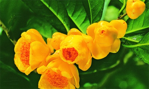 中國十大珍惜樹種排名 珙桐甚至已經(jīng)成為了植物界的“活化石”