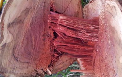 中國十大珍惜樹種排名 珙桐甚至已經(jīng)成為了植物界的“活化石”